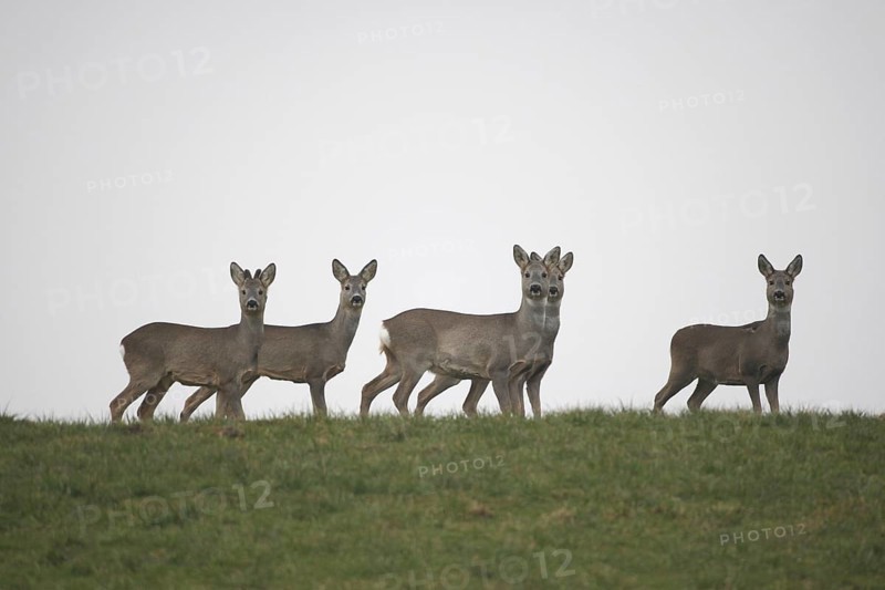 Roe deer (Capreolus capreolus) four females and a yearling buck with velvet antlers (left) secure on a mountainside against a grey sky, Allgäu, Bavaria, Germany, Allgäu, Bavaria, Germany