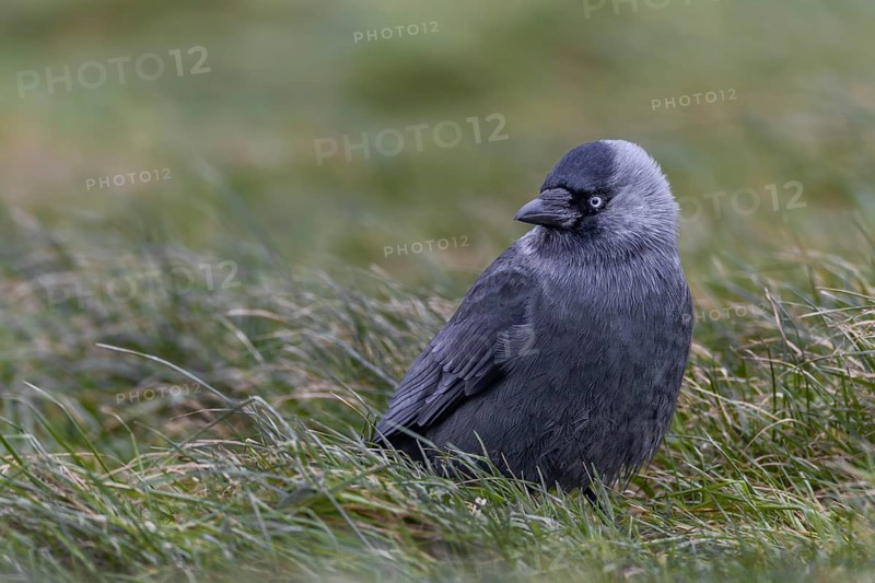 Jackdaw (Corvus monedula) sitting relaxed in a meadow, Germany
