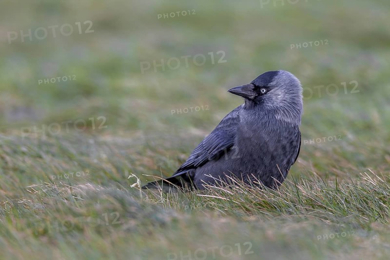 Something attracts the attention of the jackdaw, Germany