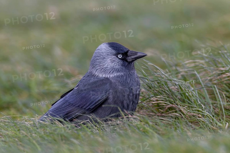 Something attracts the attention of the jackdaw (Corvus monedula), Germany