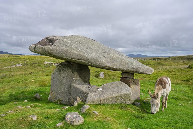 Donkey at the dolmen of, Kilclooney, County Donegal, Ireland