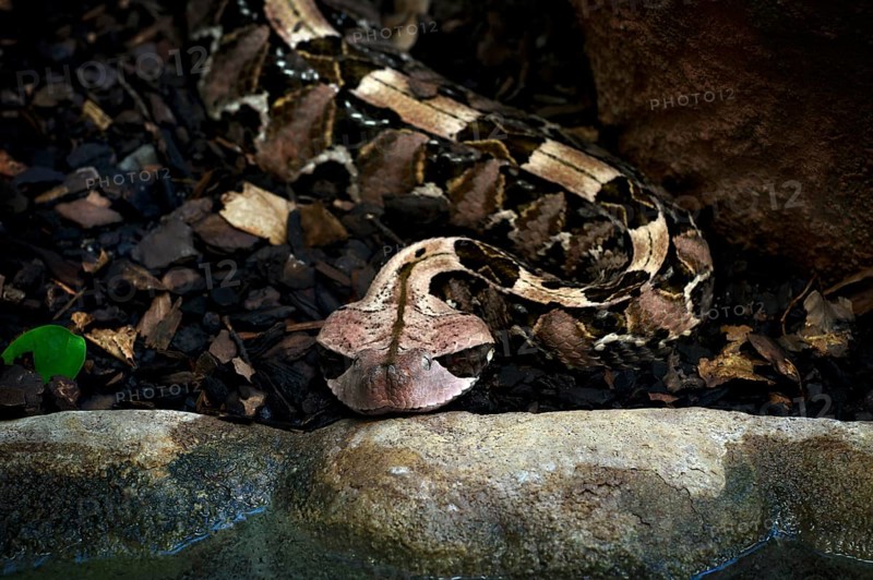 Eastern Gabon viper (Bitis gabonica), camouflaged under leaves, captive, occurrence Africa, Baden-Württemberg, Germany