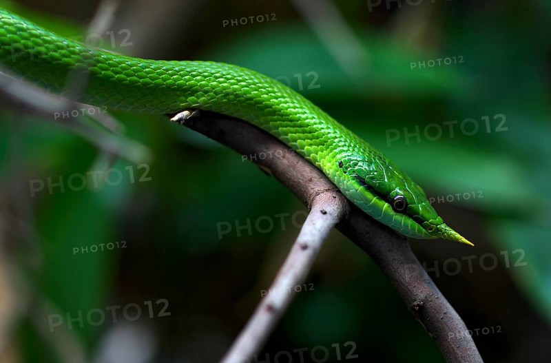 Vietnamese long-nosed snake (Gonyosoma boulengeri), on branch, captive, occurrence North Vietnam, South China, Baden-Württemberg, Germany