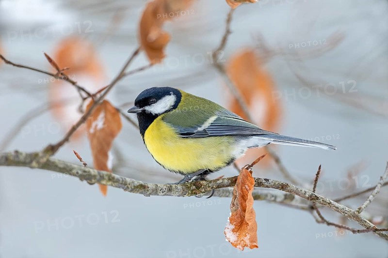 Great tit (Parus major) in winter on the branch of a copper beech, snow, Germany