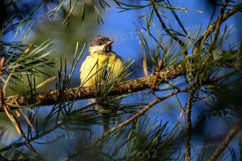 A great tit (Parus major) that fledged a few days ago enjoys the autumn sun, young bird, Denmark