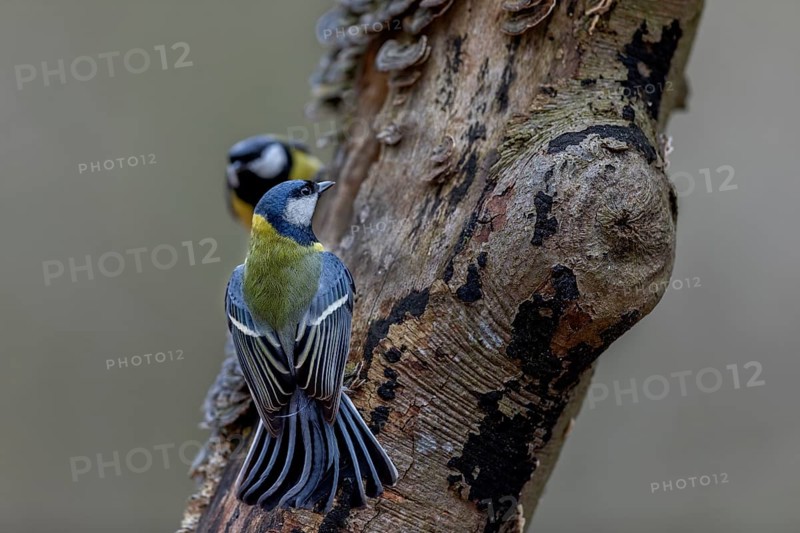 With bent wings, both great tits (Parus major) signal readiness to fight, aggressive, tree fungi, Germany