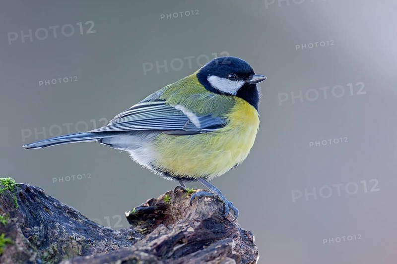 Great tit (Parus major) in winter with fluffed up plumage, Germany