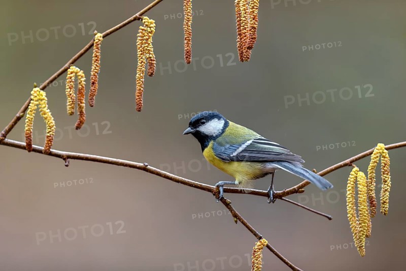 Great tit (Parus major) on a branch with hazelnut catkins, frame, Germany