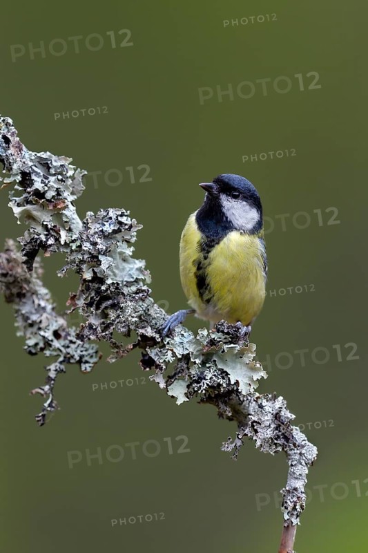 The great tit (Parus major) watches an unlucky jay with interest, Lichen twig, Sweden