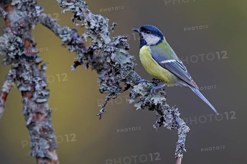 Great tit (Parus major) on a branch overgrown with lichen, Sweden