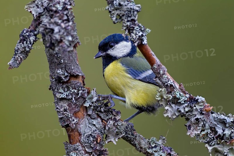 Great tit (Parus major) on a branch with lichen, Sweden