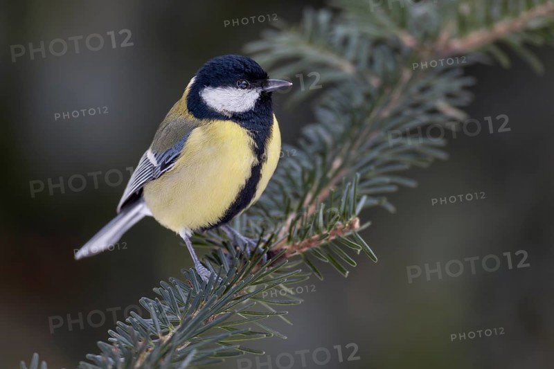 Great tit (Parus major) sitting on a spruce branch, Germany