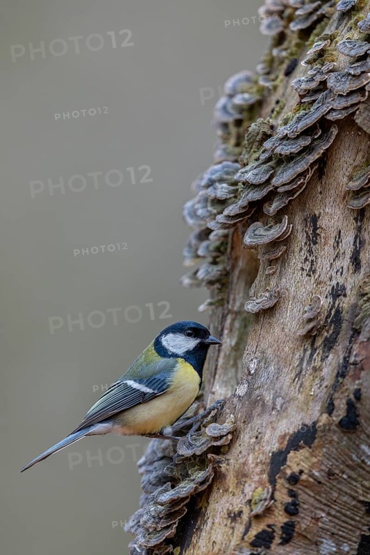 A great tit (Parus major) searches for food among butterfly stalks, tree fungi, Germany