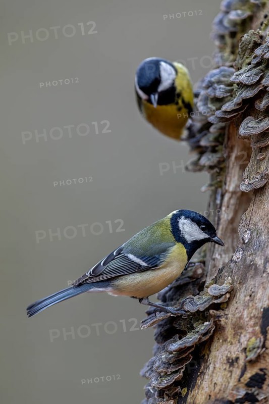 Once the great tit (Parus major) has discovered a good source of food, curious visitors are not long in coming, tree fungi, Germany