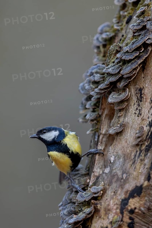 Vigilance is vital for the great tit (Parus major), tree fungi, Germany