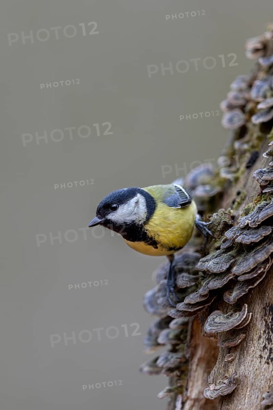 A great tit (Parus major) searches for food among tree fungi, Tree fungi, Germany