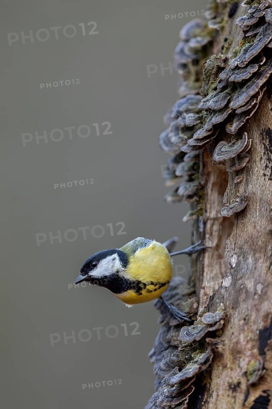 Concentrating, the great tit (Parus major) observes a woodpecker nearby, tree fungi, Germany