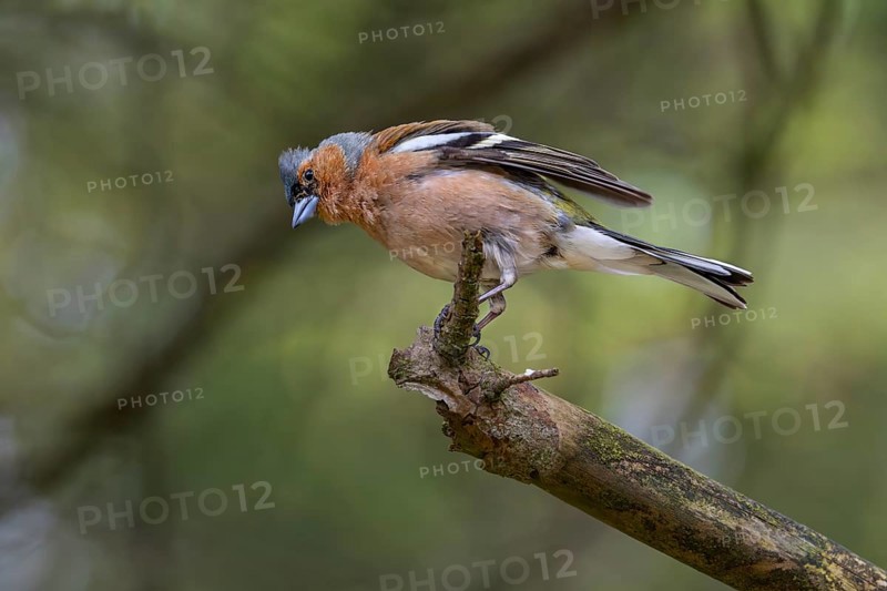 The male chaffinch (Fringilla coelebs) threatens an intruder that has invaded its territory with outspread wings, breeding plumage, territory, social behaviour, territorial behaviour, Denmark