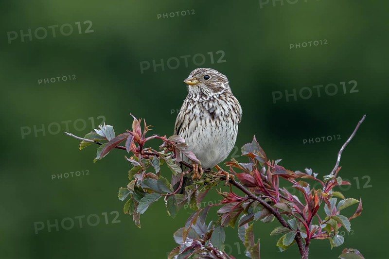 Corn bunting (Emberiza calandra) sits on its perch in a hedge and observes what is happening in its territory, perch, breeding area, Denmark