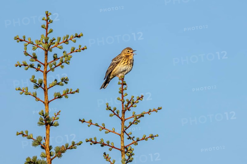 A tree pipit (Anthus trivialis) sits in the morning light on its singing platform, territory, territorial song, breeding area, Denmark