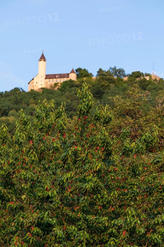 Cherry trees bloom below Teck Castle in summer, Owen, district. Esslingen, Germany