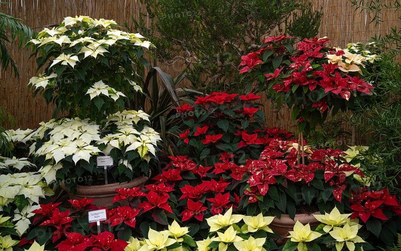 Various blossoms of poinsettia, flower, (Euphorbia pucherrima) Greenhouse, Wilhelma, Zoological-Botanical Garden, Stuttgart, Baden-Württemberg, Germany
