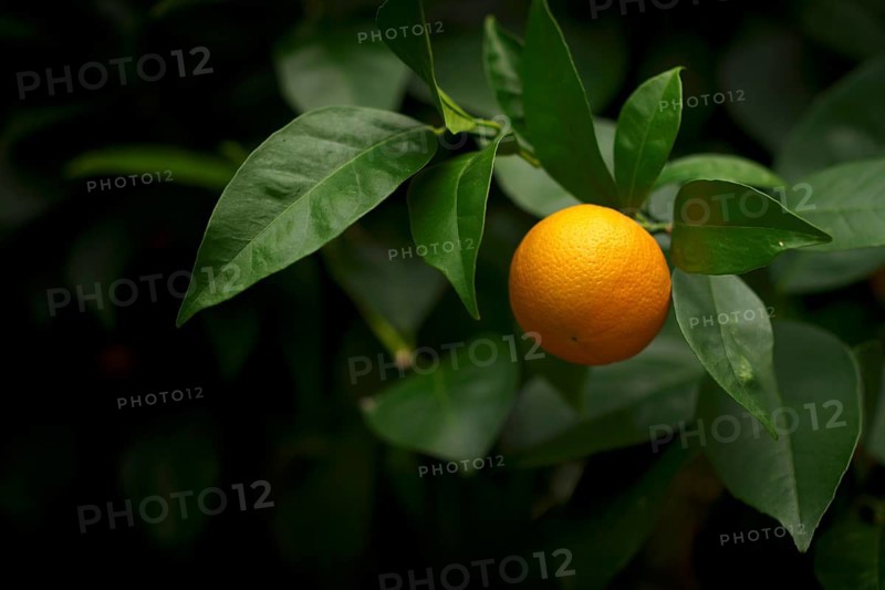 Fruits of the orange (Citrus sinensis) on the tree, greenhouse, Wilhelma, Zoological-Botanical Garden, Stuttgart, Baden-Württemberg, Germany