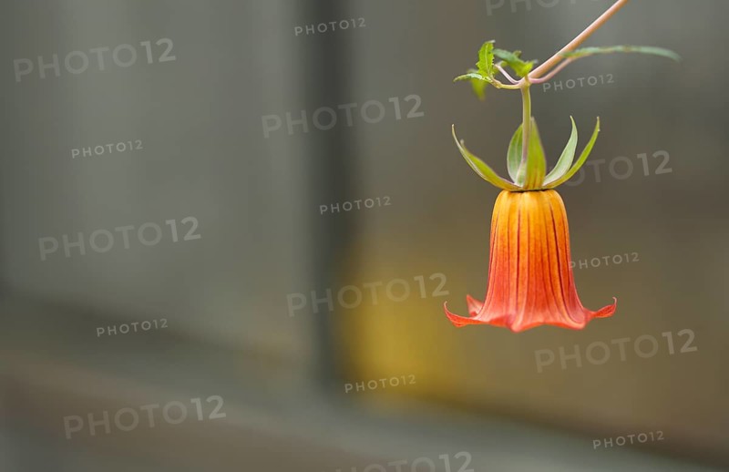 Close-up, Canary bellflower (Canarina canariensis) Greenhouse, Wilhelma, Zoological-Botanical Garden, Stuttgart, Baden-Württemberg, Germany