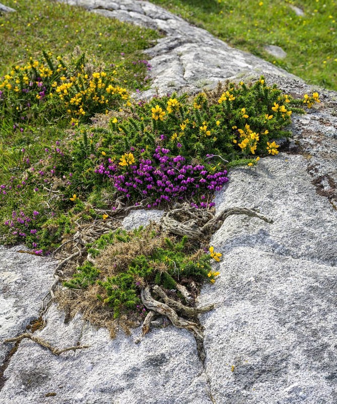 Blooming broom and granite rock, Roundstone, County Galway, Ireland