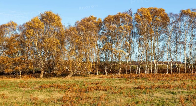 Silver birch trees, Betula pendula, brown autumn leaves on heathland, Sutton Heath, Suffolk, England, UK