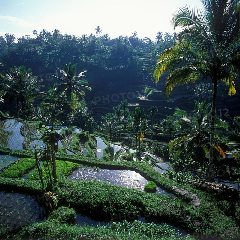 Terrace rice paddies near Tegallalang, Bali, Indonesia