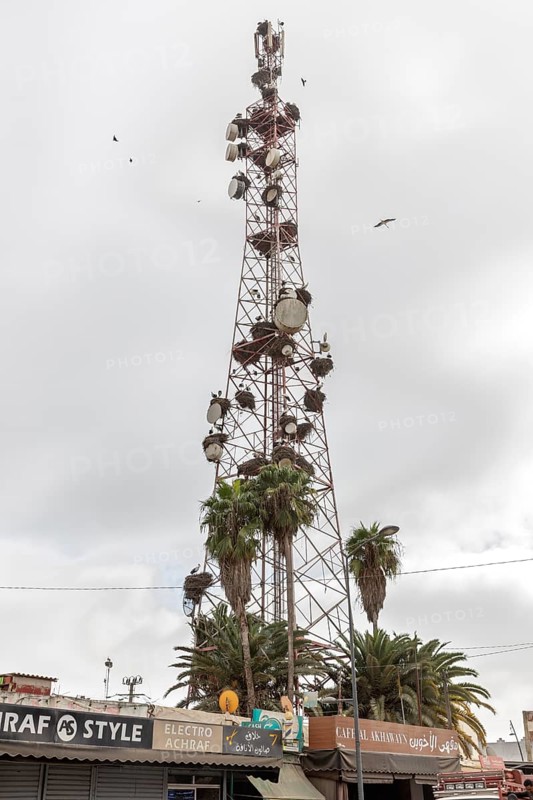 Tall radio tower with satellite dishes and palm trees in an urban setting under cloudy skies in Morocco