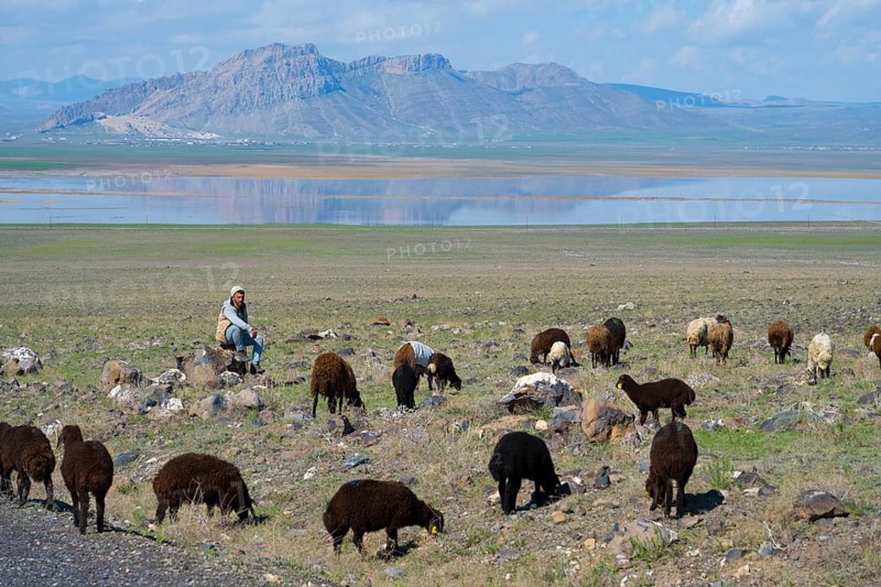 A shepherd sits in a meadow and watches a flock of sheep against a mountain backdrop with a lake, Dogubayazit swamps, wetland near Cevirme, Dogubayazit, Dogubayazit, Dogubeyazit, Agri Province, Eastern Anatolia, Anatolia, Turkey