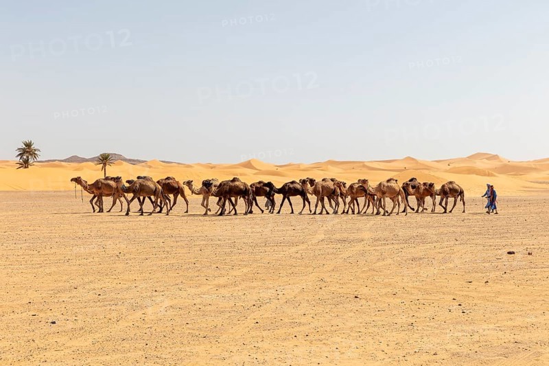 Caravan wandering through the desert, accompanied by a human, palm trees on the horizon, Sahara, Morocco