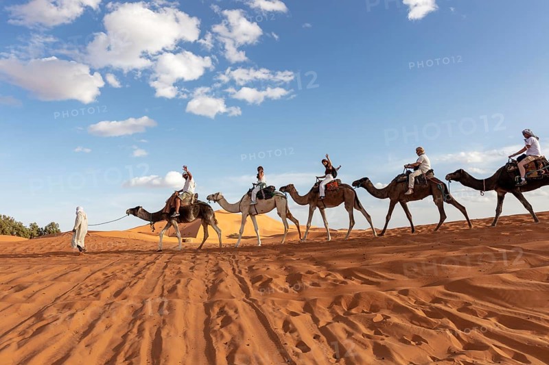 Camels with riders walk through the sunny desert under a blue sky, Sahara, Morocco