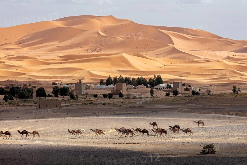 A caravan passes by a settlement in a vast desert landscape, Sahara, Morocco