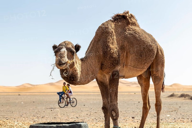 A camel in the desert with two cyclists in the background