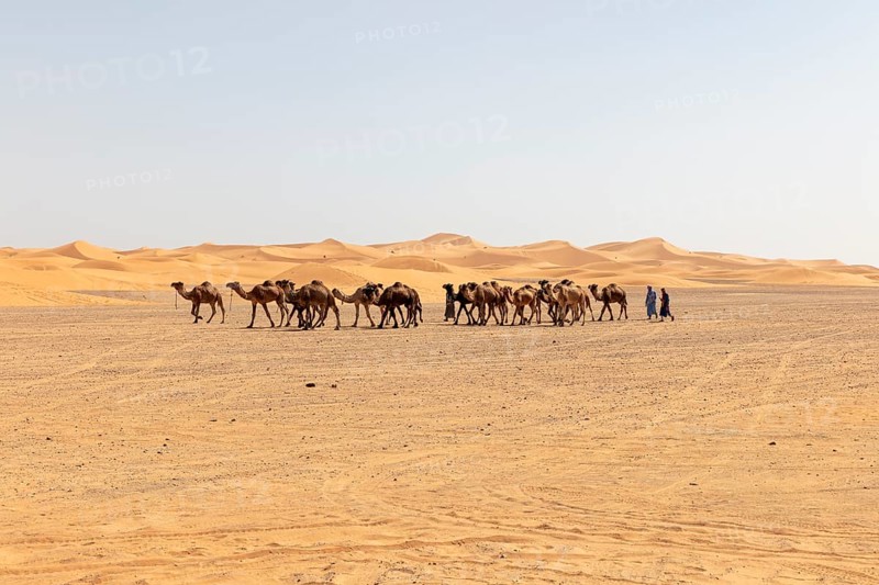 Caravan of camels wandering through the vast desert under clear skies, Sahara, Morocco