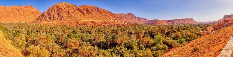 Lush palm tree landscape against ochre-colored mountains under sunny sky