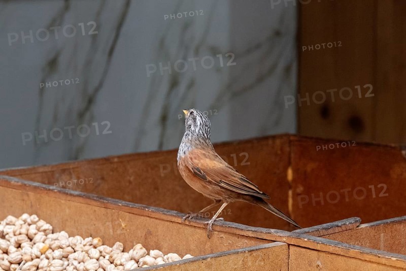 A little bird sits on a wooden structure with peanuts in the background