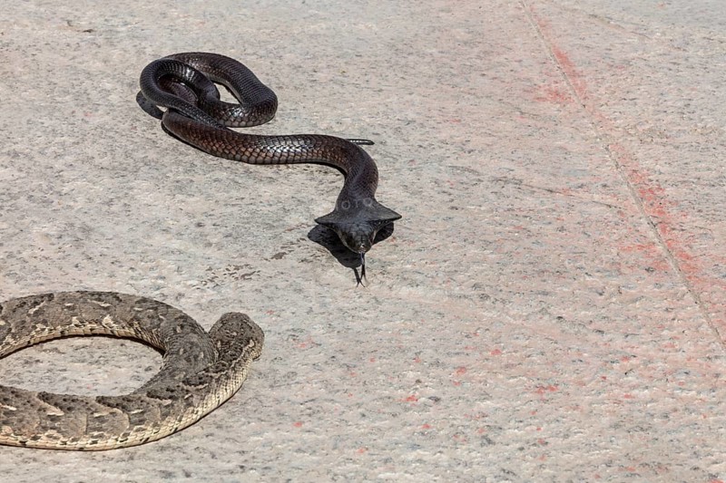 A black snake on light asphalt in the sun