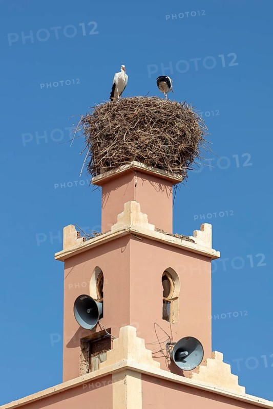 MAR, Dade Valley, storks