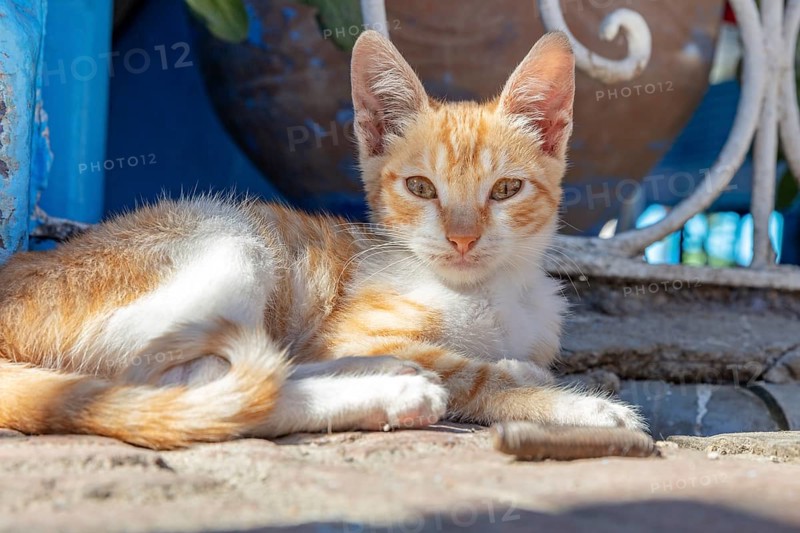 MAR, Chefchaouen, Medina, cat