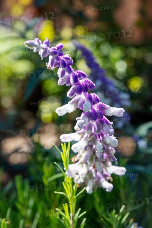 MAR, Chefchaouen, AI, Kasaba, flower