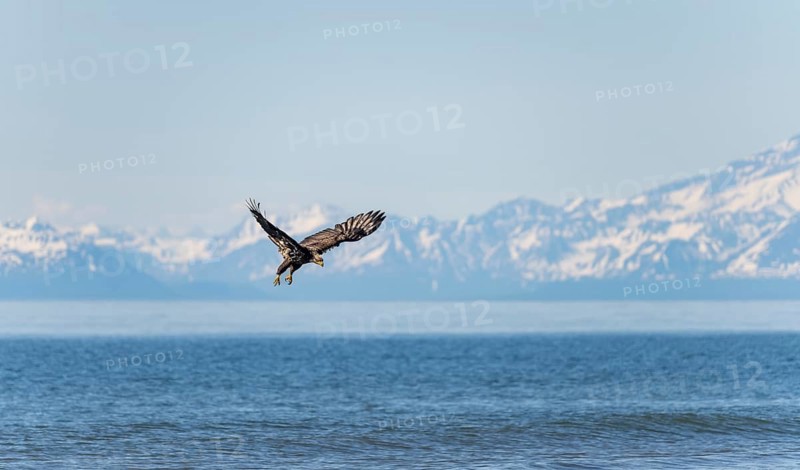 Bald eagle (Haliaeetus leucocephalus) in flight, Anchor Point at Cook Inlet, white mountain peaks of the Aleutian chain in the background, Anchor River State Recreation Area, Alaska, USA