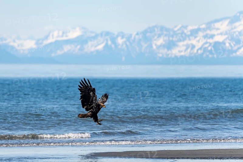 Bald eagle (Haliaeetus leucocephalus) in flight during landing, Anchor Point at Cook Inlet, white mountain peaks of the Aleutian chain in the background, Anchor River State Recreation Area, Alaska, USA
