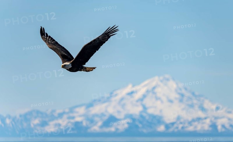 Bald eagle (Haliaeetus leucocephalus) in flight, Anchor Point at Cook Inlet, white mountain peak of Mount Redoubt, snowy mountains of the Aleutian chain, Anchor Point, Anchor River State Recreation Area, Alaska, USA