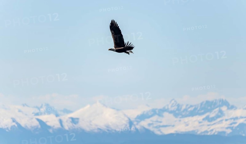 Bald eagles (Haliaeetus leucocephalus) flying on the beach at Anchor Point on Cook Inlet, snowy mountains of the Aleutian chain, Anchor Point, Anchor River State Recreation Area, Alaska, USA