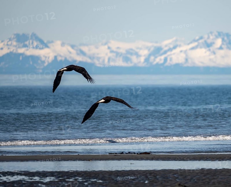 Two bald eagles (Haliaeetus leucocephalus) in flight on the beach of Anchor Point at Cook Inlet, white mountain peaks of the Aleutian chain in the background, Anchor River State Recreation Area, Alaska, USA