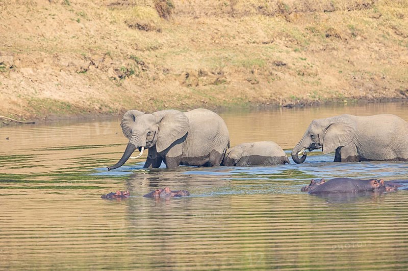 Family of the African elephant (Loxodonta africana) crossing the Luangwa River in Zambia